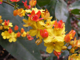 Image result for Campylospermum