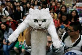 We did not find results for: Hug Your Cat Day International Cat Hugging Day Is Today Wednesday June 4