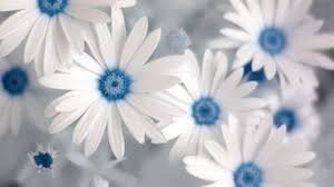 38 Blue And White Floral Wallpaper On Wallpapersafari Download, share or upload your own one! 38 blue and white floral wallpaper on