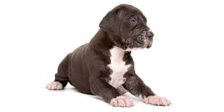The average cost for all great danes sold in. 1 Great Dane Puppies For Sale In Houston Tx Uptown