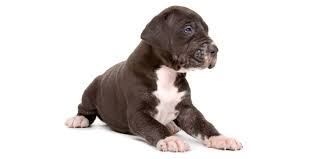 We did not find results for: 1 Great Dane Puppies For Sale In Miami Fl Uptown