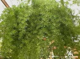 A Sprenger S Asparagus Fern In A Hanging Basket Growing An Asparagus Fern Asparagus Fern Plants Garden Helpers