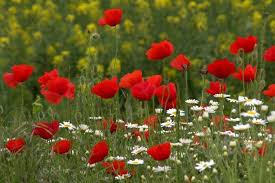 Pin On Poppy