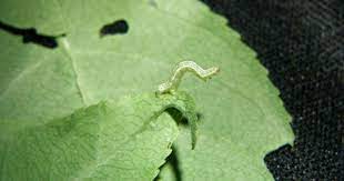 Spinosad Products To Control Winter Moths And Sawfly Cats Called Monterey Garden Insect Spray And Bull S Eye Garden Insects Natural Bug Spray Urban Forestry