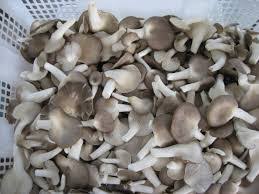 Juga dikenali sebagai cendawan berkhasiat, cendawan butang, cendawan meja, dan cendawan champignon. Cara Buat Sup Cendawan Yang Sedap Dan Menyelerakan