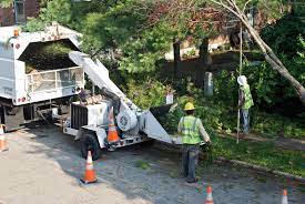 How A Tree Service Company Can Offer Tree Identification To Save Properties And Lives City Tree Landscape Maintenance Tree Identification