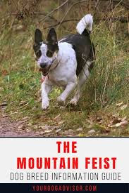 4 males & 1 female. Mountain Feist Dog Breed Information Guide Your Dog Advisor