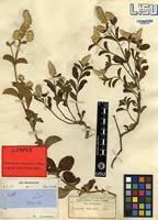 Image result for Pandiaka welwitschii