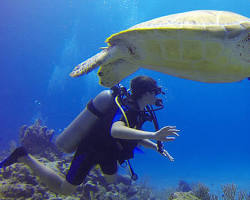 Image of Snorkeling and diving opportunities in Fernando de Noronha