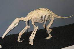 Gaint Anteater Animal Skeletons Animal Bones Animal Skulls