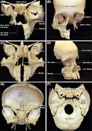 The paranasal sinuses also help lighten the skull and resonate the voice. Ethmoid Bone An Overview Sciencedirect Topics