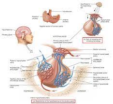 Pin On Mcat Study Tools Endocrine System Abnormalities