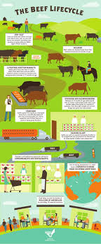 The Beef Lifecycle Agriculture Education Farm Facts Cattle Ranching