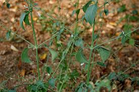 Image result for Dicliptera paniculata