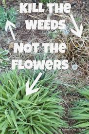 You can influence what is living there by adding selected seed and picking unwanted flowers before they go to seed. Homemade Weed Killers