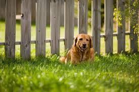 The basics dog electric fence is designed for dogs that are 15 lbs and up, with a collar strap that you adjust and cut to fit necks from 10 to 26 around. Best Ideas For Diy Backyard Dog Fences