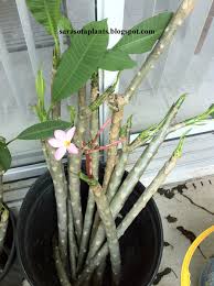 Welcome To My World Of Growing Rare And Unusual Tropical Plants Growing And Propagating Plumeria Frangipani Plumeria Tree Plumeria Care Plants