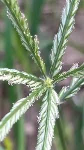 Image result for Eleusine