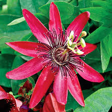 We did not find results for: Red Passion Flower Michigan Bulb