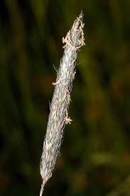 Image result for Leptochloa coerulescens