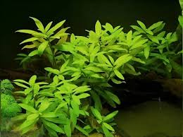 Image result for Hygrophila