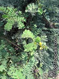 Image result for Senna italica