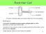 Root Hair Cell Model