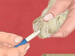 Subscribe now for unlimited access to verified professionals in any field How To Stop A Dog S Quick From Bleeding Mintbowl Dog Wheelchair India Handicap Paralyzed Disabled Dogs Cats Labrador German Shepherd Pomeranian Pug Dachshund Wheelchair Dog Wheelchairs India