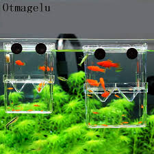 Betta fish easy steps for breeding betta fish breeding farm betta breeding fish japan betta fish breeding american types of betta fish fighting fish battle betta fish aquarium fighting breeding steps. Mini Fish Breeding Isolation Box Fish Tank Aquarium Breeder Box Double Holes Betta Fish Hatching Incubator Aquarium Fish Bowl Aquariums Tanks Aliexpress
