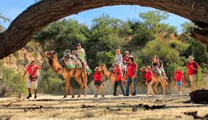 Nature and wildlife in los cabos: Camel Rides In Cabo Best Camel Riding Tour In Cabo San Lucas