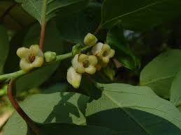 Image result for Diospyros mweroensis