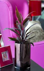 Check spelling or type a new query. 24 Gorgeous Purple Houseplants Balcony Garden Web