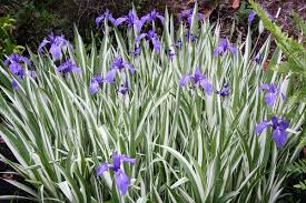 Image result for Lannea virgata