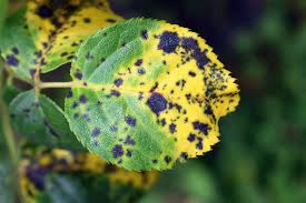It can also be caused by a lack of oxygen when the plants are overwatered or the soil doesn't drain easily. How To Treat Rose Black Spot In 3 Easy Stages Horticulture