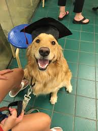 We partner with shelters across north america to help homeless pets find loving homes. He Graduated From Puppy Training At Petsmart He Is So Happy To Have Accomplished This Aww