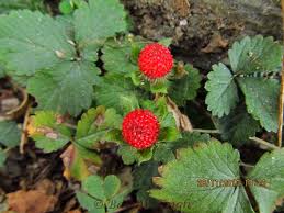 Image result for Duchesnea indica