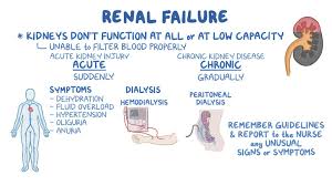Image result for Renal Function