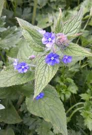 Green Alkanet Aka Evergreen Bugloss Castle Walk Stamford April 2014 British Wild Flowers Flower Identification Wild Flowers