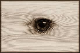 Wooden Eye Wooden Eyes Photography