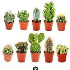 Si las riegas más a menudo estarán más gorditas y si las riegas menos, no lo estarán tanto. áˆ Comprar Cactus Online Catalogo 2021