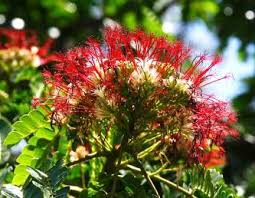 Image result for Polystachya greatrexii