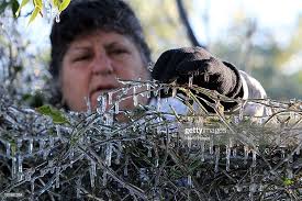 Susan Casey, from Casey's Corner Nursery and Landscaping in... News Photo