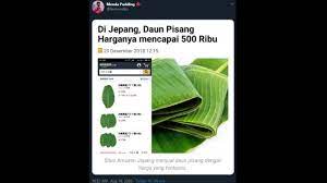 Untuk penggunaannya, siapkan sehelai daun pisang yang telah dibersihkan lalu oleskan. Harga Daun Pisang Di Jepang Capai Rp 800 Ribu Warganet Geger Pengin Ekspor