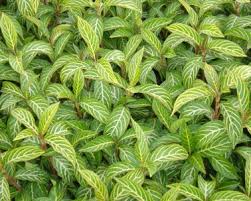 Image result for Sanchezia