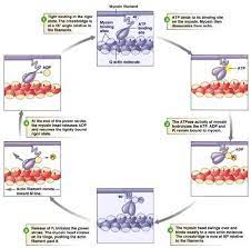 Mechanism Of Skeletal Muscle Contraction Muscle Contraction Skeletal Muscle Physiology