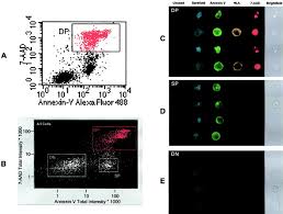 There are two ways in which the body's cells undergo cell death: Flow Cytometric Imaging Of Live Apoptotic And Necrotic Cells Download Scientific Diagram