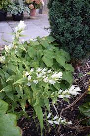 Image result for Gentiana asclepiadea alba