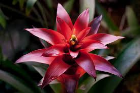 We did not find results for: 3 Things You Should Know About Flowering Bromeliads Happysprout