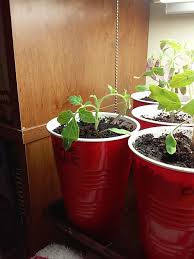 Essentially, the plants are going into self defence mode, and it is thought that by curling their leaves they can handle their conditions better, particularly in terms of excess/lack of water. Tomato Plant Branches And Leaves Curling Under General Gardening Growing Fruit
