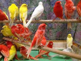 منتدى محبي طيور الزينة Club Des Eleveurs D Oiseaux Exotiques بالصور أجمل أنواع الكناري من حيث اللون والشكل